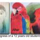 Parrots were done with soft pastel.